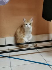 Mukwa - Domestic Short Hair Cat