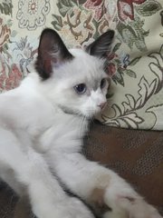 Snow, The Siamese Kitten - Siamese Cat