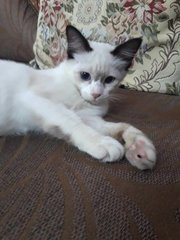 Snow, The Siamese Kitten - Siamese Cat