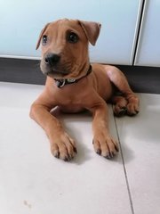 Mooncake - Mixed Breed Dog