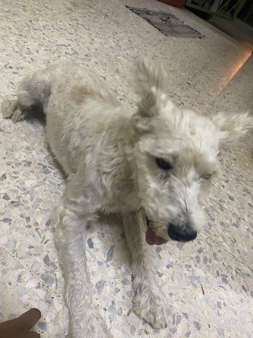 Curly - Mixed Breed Dog