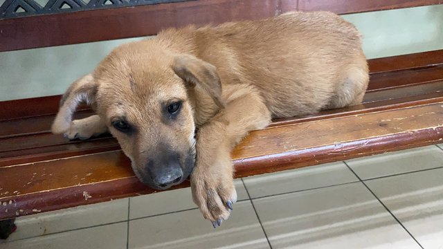 Brownie - Mixed Breed Dog