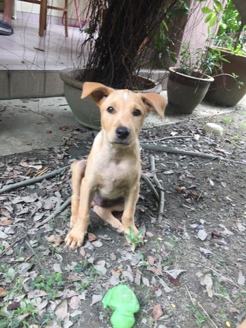 Leo - Mixed Breed Dog