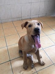 Leo - Mixed Breed Dog