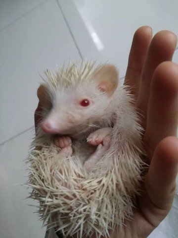 Abby  - Hedgehog Small & Furry