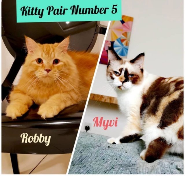 Robbie &amp; Mivy - Persian + Domestic Medium Hair Cat