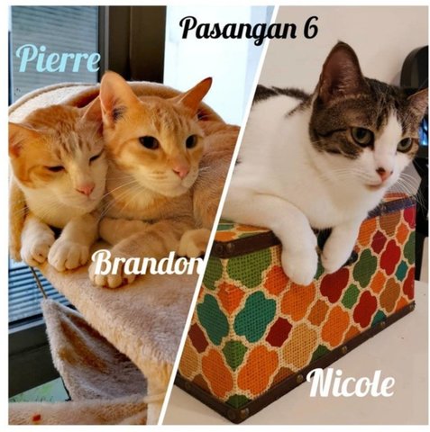 Nicole, Brandon &amp; Pierre - Domestic Short Hair Cat