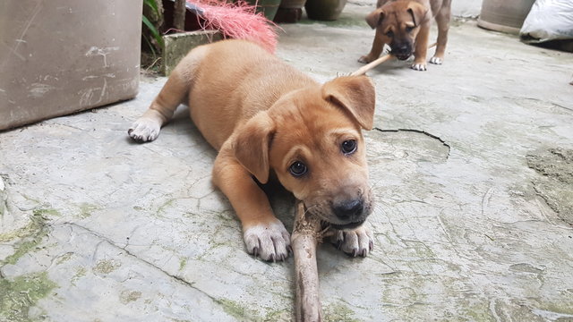 4 Female Puppies For Adoption (Usj) - Mixed Breed Dog