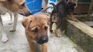 4 Female Puppies For Adoption (Usj) - Mixed Breed Dog