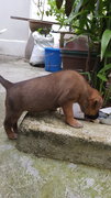 4 Female Puppies For Adoption (Usj) - Mixed Breed Dog