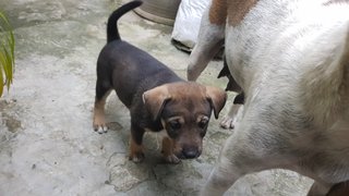 4 Female Puppies For Adoption (Usj) - Mixed Breed Dog