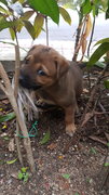 4 Female Puppies For Adoption (Usj) - Mixed Breed Dog