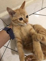 Kitten Garfield - Domestic Short Hair Cat