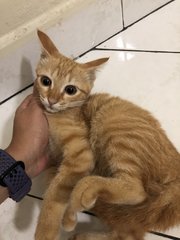 Kitten Garfield - Domestic Short Hair Cat