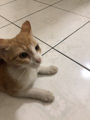 Oyen - Domestic Short Hair Cat