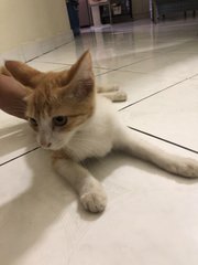 Oyen - Domestic Short Hair Cat