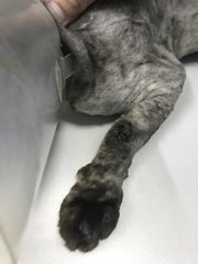 Sporo wounds on his forelimb