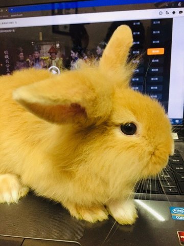 Cinnabun - Holland Lop + New Zealand Rabbit