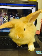 Cinnabun - Holland Lop + New Zealand Rabbit