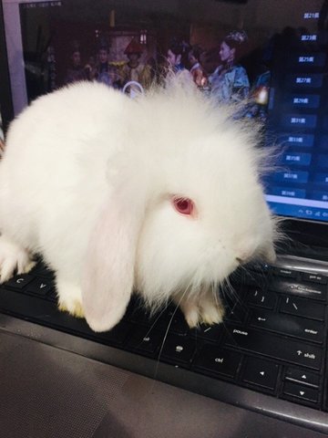 Rose - Holland Lop + New Zealand Rabbit