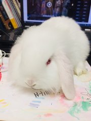 Rose - Holland Lop + New Zealand Rabbit