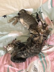 Korbu &amp; Kinabalu (Now Goose &amp; Flerken) - Domestic Short Hair Cat