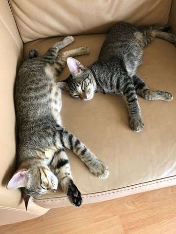 Korbu &amp; Kinabalu (Now Goose &amp; Flerken) - Domestic Short Hair Cat