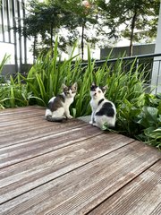 Cow (Black And White) - Domestic Short Hair Cat