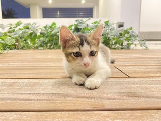 Cow (Black And White) - Domestic Short Hair Cat