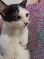 Cow (Black And White) - Domestic Short Hair Cat