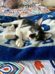 Pongo - Domestic Short Hair Cat