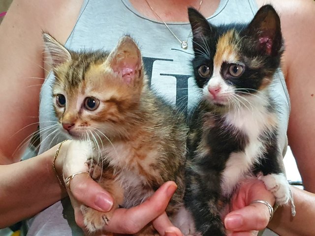 3 Kittens In Langkawi - Domestic Short Hair Cat