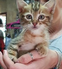 3 Kittens In Langkawi - Domestic Short Hair Cat