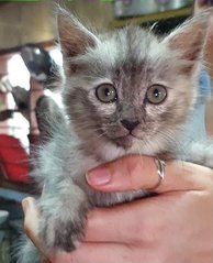 3 Kittens In Langkawi - Domestic Short Hair Cat