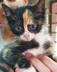 3 Kittens In Langkawi - Domestic Short Hair Cat