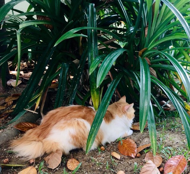 Monty - Domestic Long Hair Cat