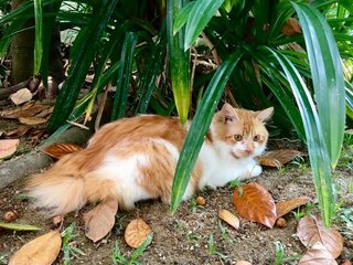 Monty - Domestic Long Hair Cat