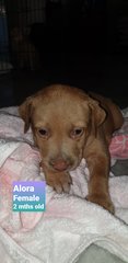 Alora - Mixed Breed Dog