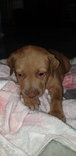 Alora - Mixed Breed Dog