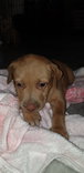 Alora - Mixed Breed Dog