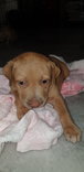 Alora - Mixed Breed Dog