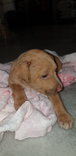 Alora - Mixed Breed Dog