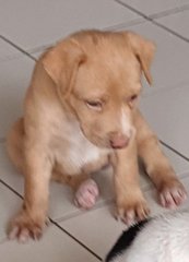 Alora - Mixed Breed Dog