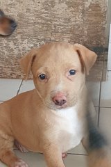 Alora - Mixed Breed Dog
