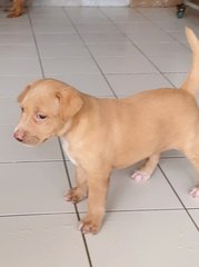 Alora - Mixed Breed Dog