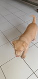 Alora - Mixed Breed Dog