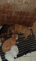 Alora - Mixed Breed Dog