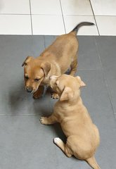 Alora - Mixed Breed Dog