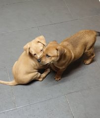 Alora - Mixed Breed Dog