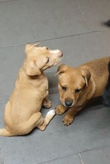 Alora - Mixed Breed Dog
